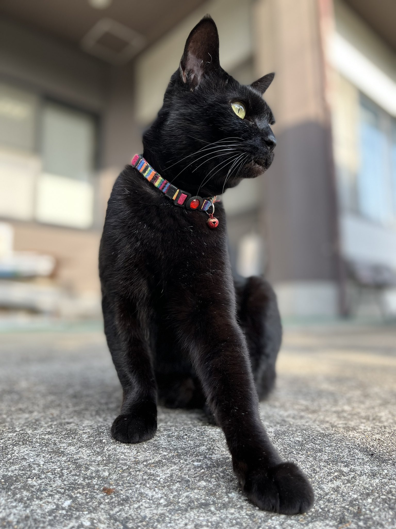 黒猫ちゃん　おめでとう It's been 4 years since I met my black cat! I finally