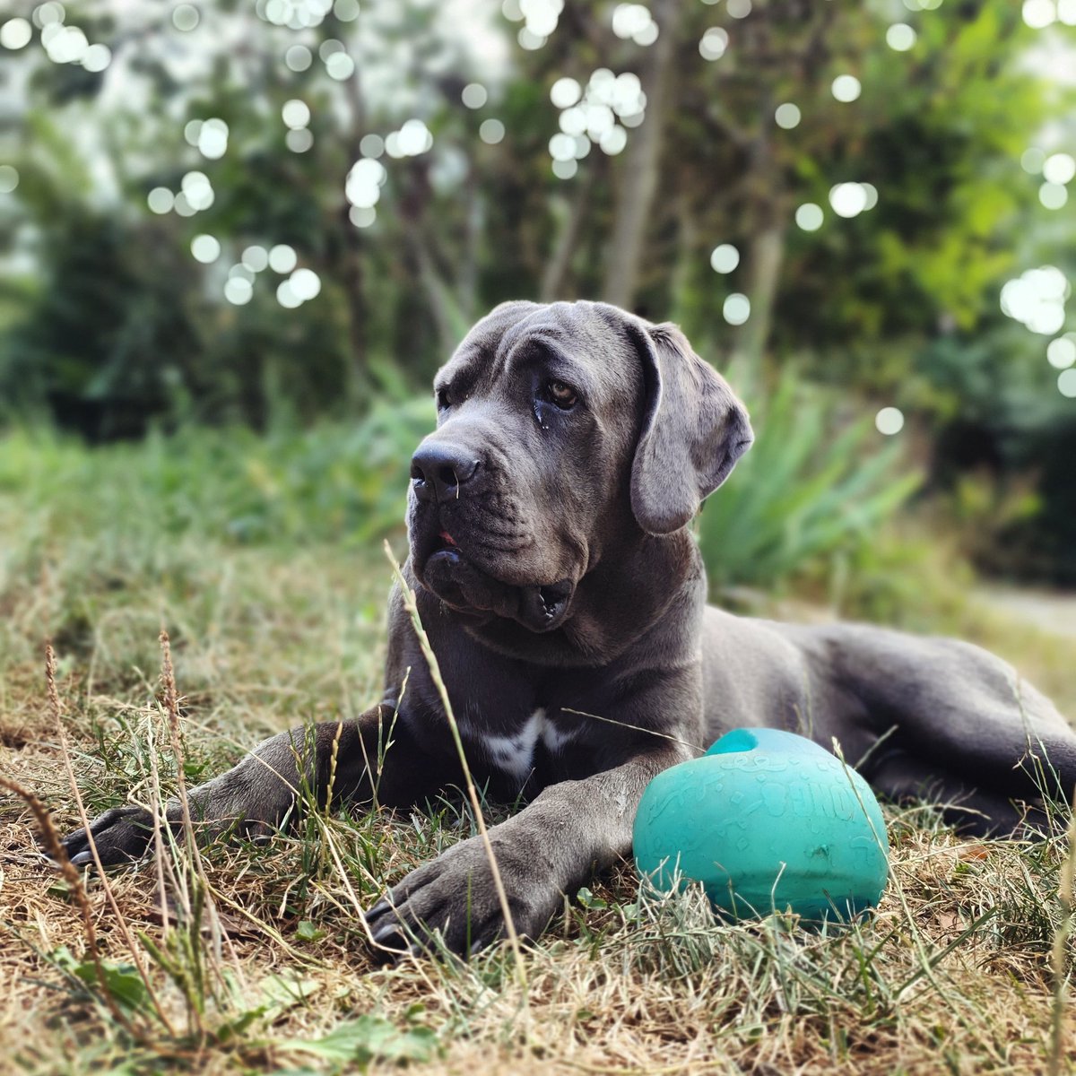 Hi, im Solly, im new 🐶🤍
Nice to meet you !

#canecorso #canecorsolovers #dogstagram #chieninfluenceur #dogsvideo #chien #chienmignon #dogslife #dogoftheday #mastiff #dog #chiens #dogs #pittbull #doberman #amstaff #bullterrier #staffordshirebullterrier #staffy #rottweiler
