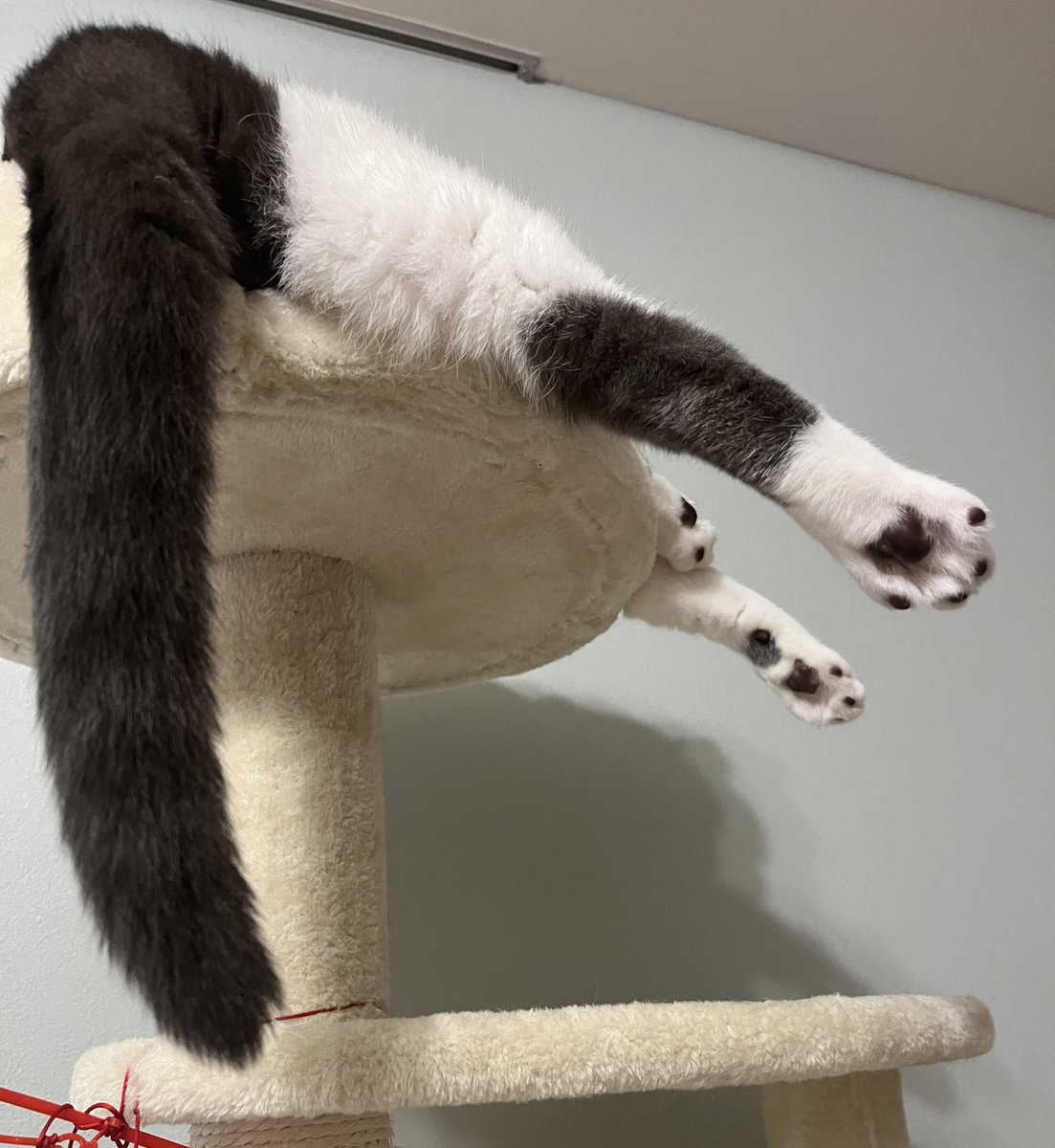 1pokepay's tweet photo. おはようございます🌞
今日は #黒猫感謝の日 だそうです🐈‍⬛

ぐ、グレー白にゃんこも感謝されないかな...？

今日も一日中頑張りましょう✨

#企業公式夏のフォロー祭り https://t.co/aGpwE9EcN9