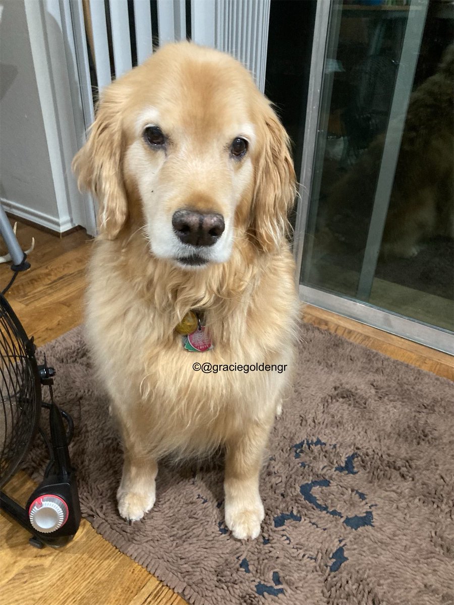 graciegoldengr's tweet photo. This is the face of a dog who knows things got a little messy during ๐ฉ business & is asking for gentleness during cleanup ๐ณ
*spoiler: the start of a matt was found!๐ฑ๐ฑ
#dogsoftwitter #reallifewithdogs #goldenretriever https://t.co/EG9YAO2xuq