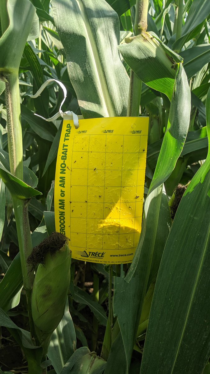TravisRunge's tweet photo. Week 4 no rootworms
#Sweepstakes #rootwormwatch #Contest @BayerTraits https://t.co/Xc16g5RXSL