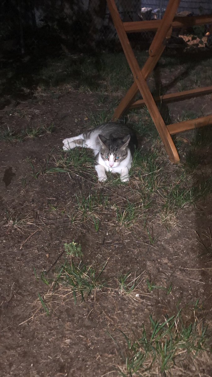 Anyone recognize this cat? Super friendly lady cat showed up in my yard in South MPLS. Keeps trying to get inside.