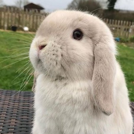 littlekkuk's tweet photo. bun koo with his round bambi doe eyes 🥺 https://t.co/io8KRwsSC8