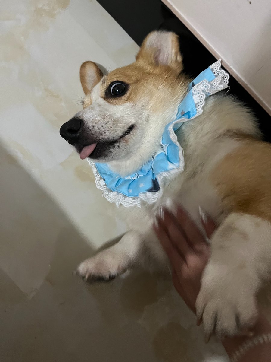 emartus_inc's tweet photo. Play with my Corgi everyday😍😍😍
#CorgiLover #Corgi #puppy #lifestyle #wednesdaythought #PhotoOfTheDay #photography #EMARTUS #pets https://t.co/koLrgtqGB4