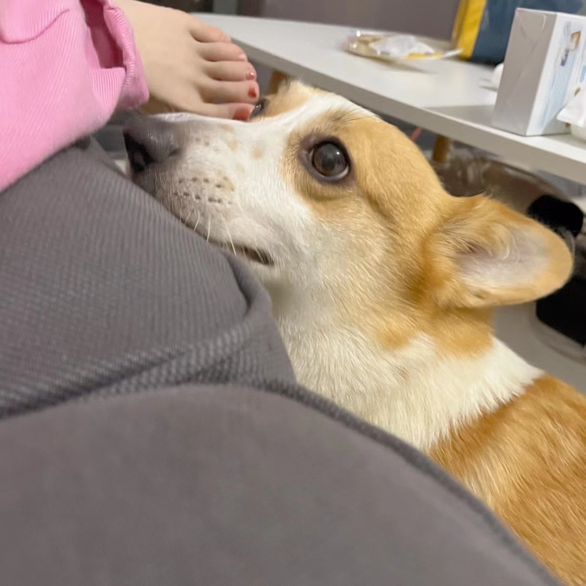 emartus_inc's tweet photo. Play with my Corgi everyday😍😍😍
#CorgiLover #Corgi #puppy #lifestyle #wednesdaythought #PhotoOfTheDay #photography #EMARTUS #pets https://t.co/koLrgtqGB4
