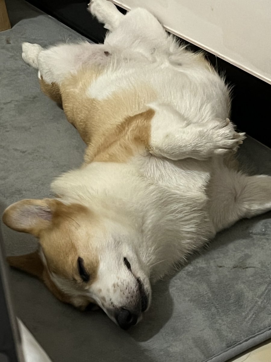 emartus_inc's tweet photo. Play with my Corgi everyday😍😍😍
#CorgiLover #Corgi #puppy #lifestyle #wednesdaythought #PhotoOfTheDay #photography #EMARTUS #pets https://t.co/koLrgtqGB4