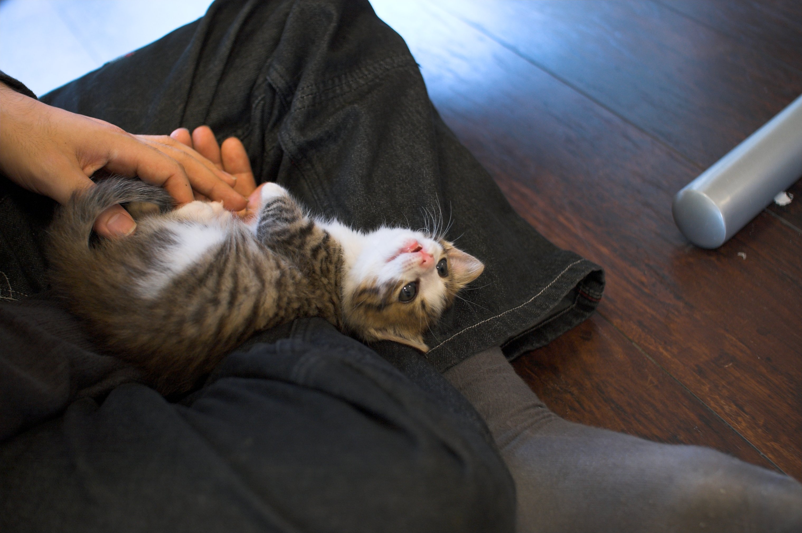 猫カフェオーナー Nekomise O Twitter