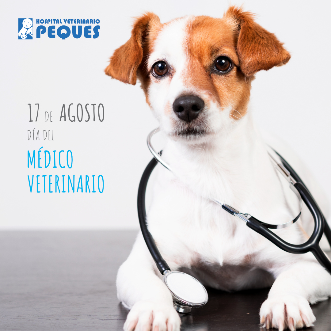 Hospitalpeques's tweet photo. En este #DíaDelVeterinario queremos felicitar a todos los médicos que forman parte del equipo Peques y a todos nuestros colegas, así como nuestro sincero reconocimiento por su amor a la profesión. 👩‍⚕️👨‍⚕️❤️🐶😺🩺 ¡Muchas Felicidades! #HospitalVeterinarioPeques https://t.co/6O04WLi7uO