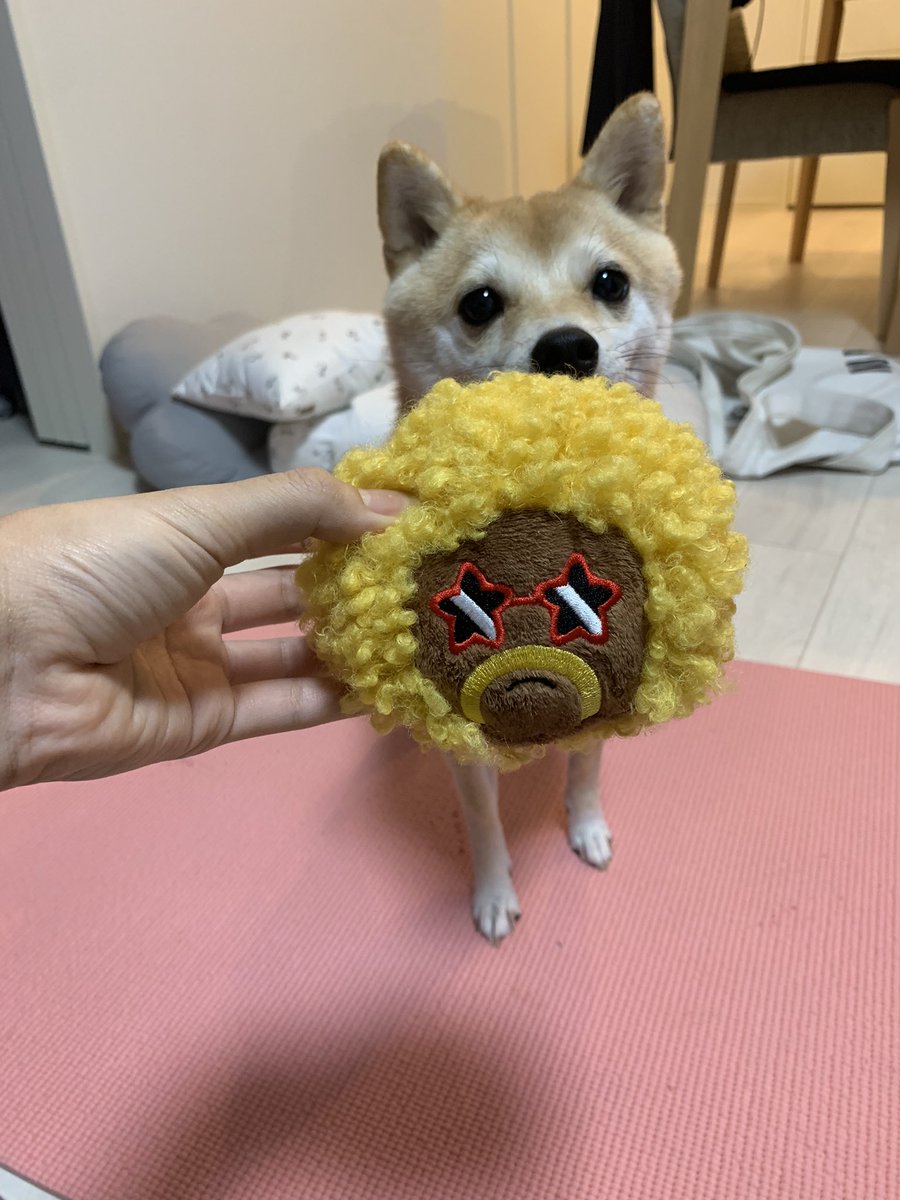 プレゼントにいただいたアフロちゃんがお気に入りなアフロ犬🐶🦱🫶💞