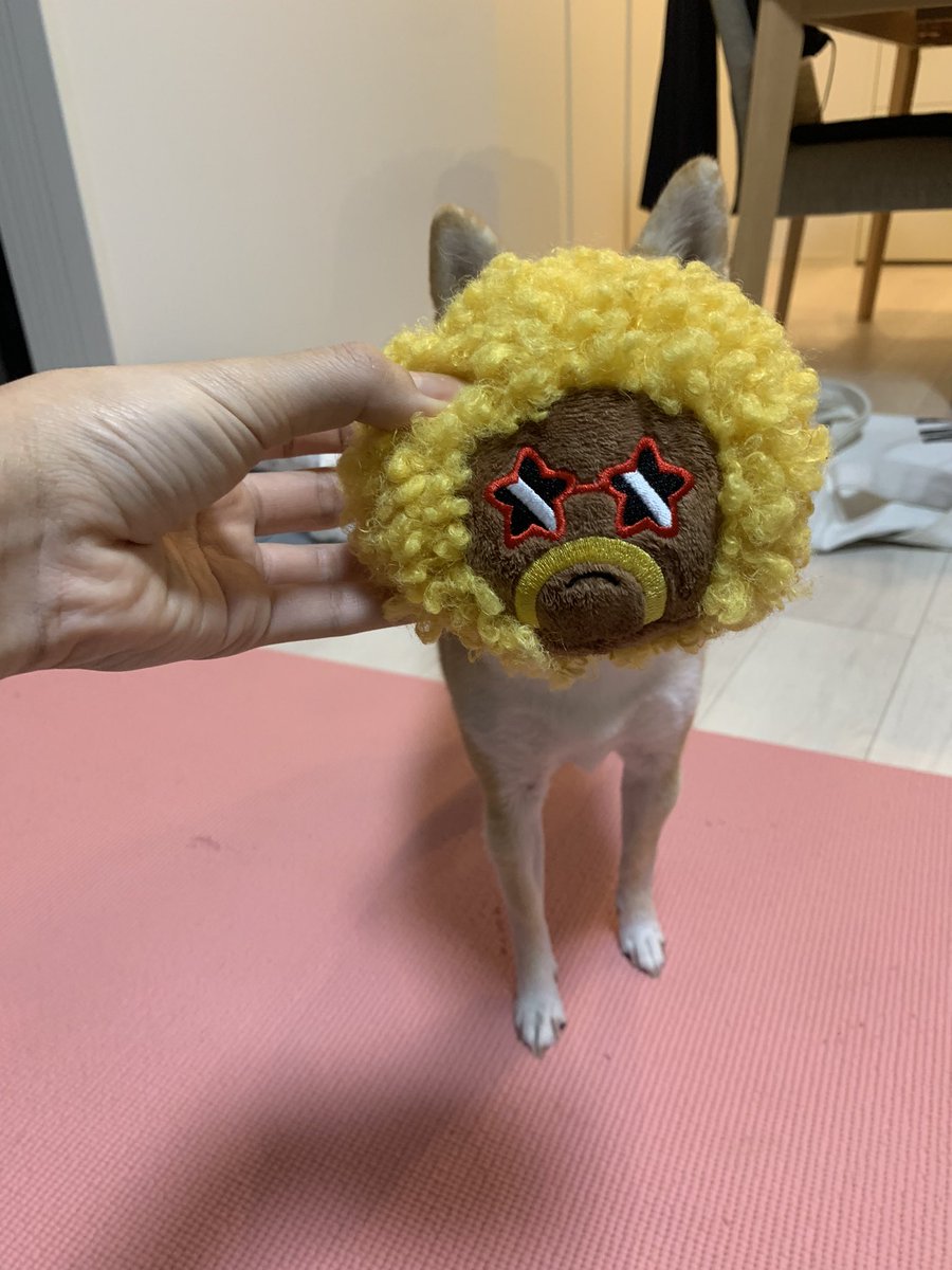 kinakoooo_0816's tweet photo. プレゼントにいただいたアフロちゃんがお気に入りなアフロ犬🐶���🫶💞 https://t.co/R8SnpdUBlG