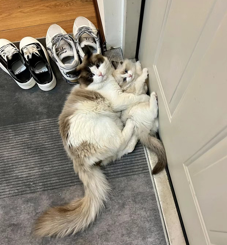 ThreeKitty_Wong's tweet photo. Do we look like each other?
#cats  #CatsOnTwitter #CatsOfTwitter https://t.co/h8K33ppb2K