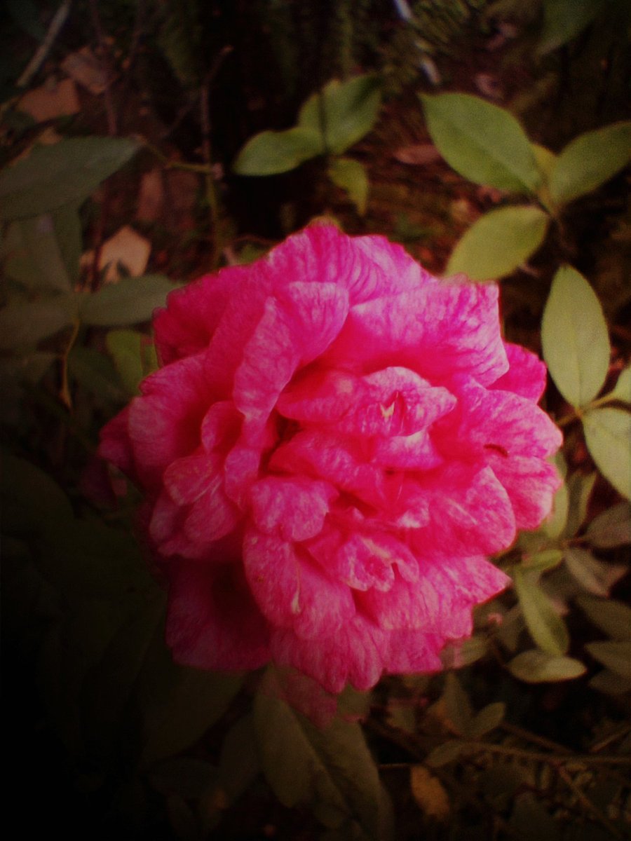 Veronicdsouza's tweet photo. Happy #RoseWednesday Everyone!! 
Roses to Take Your Breath away!!! 
Be it Printed or Natural they Just Brighten Up Our Day!!🌹🌹😊😁 Have a Great Day!! 
#flowerphotography
#MadeinGoa #Veronic #TiCa #Upcycled #GunnySack #totebag #Conciousfashion #Passion #Burlap #Jute #Atmanirbhar https://t.co/CTDUsbSPwx