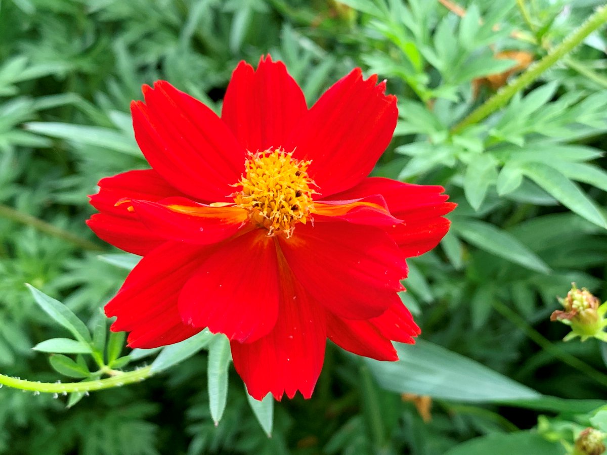 浜離宮恩賜庭園のキバナコスモス 黄花コスモス は黄色はもちろん 淡いオレンジ色から赤に近い濃いオレンジ色まで様々な色合いでお楽しみいただけます みなさんはどの色のキバナコスモスがお好きですか 浜離宮恩賜庭園 庭園 花畑 キバナコスモス 黄花コスモス