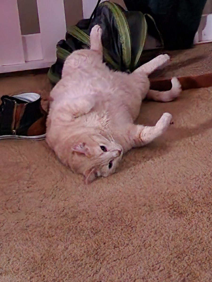LadyOfTheGem420's tweet photo. ✨️Unit ✨️
#streamcat #twitch #live #cat https://t.co/tKwPjtho1m