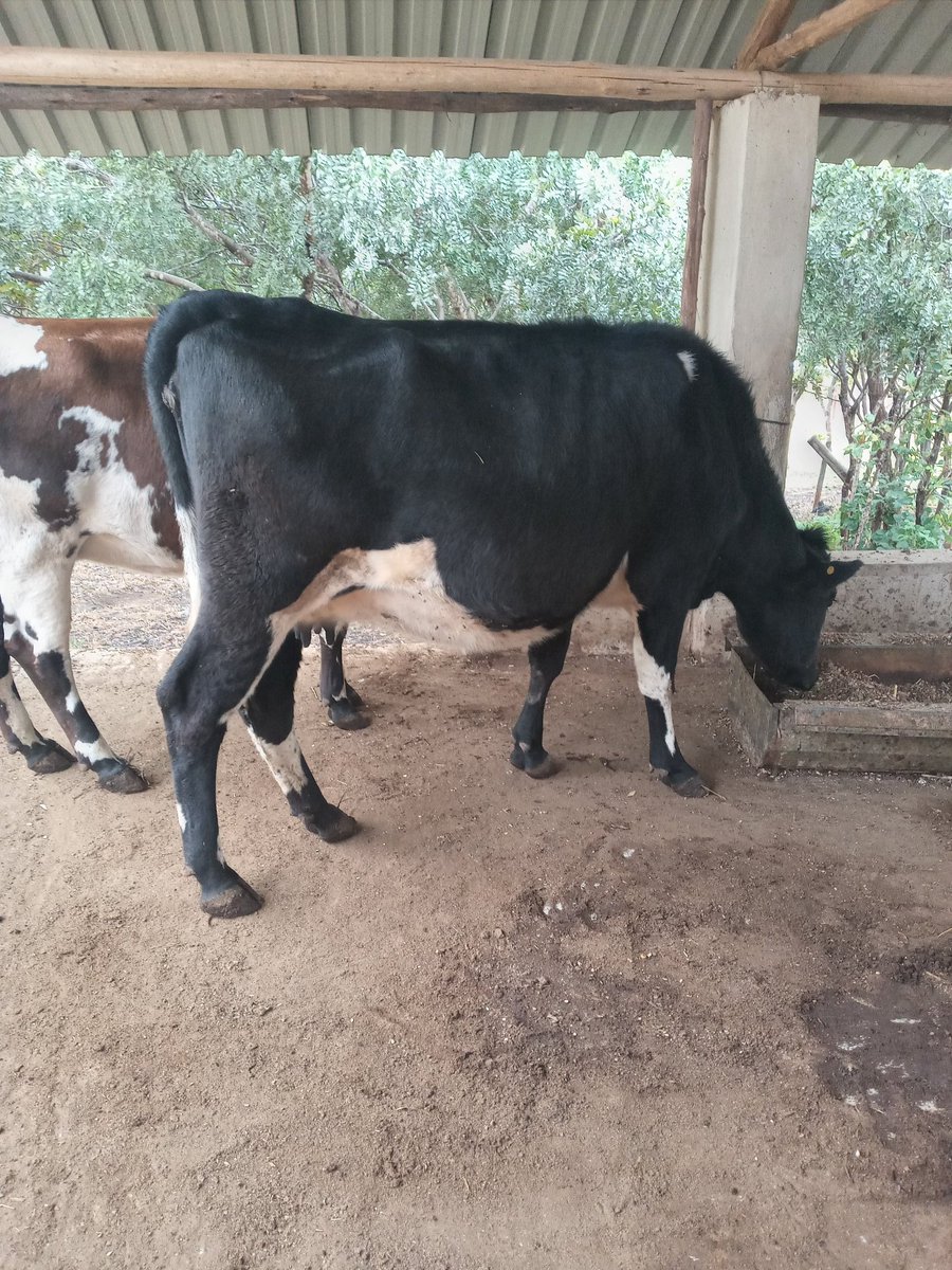 TAMUKA CHAREKA tweet media