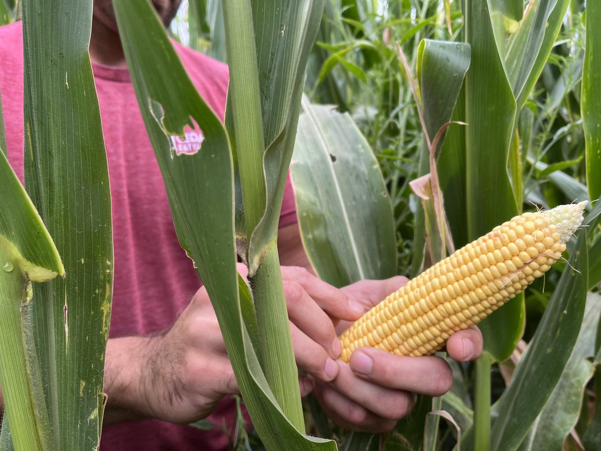 Les Wall tweet media