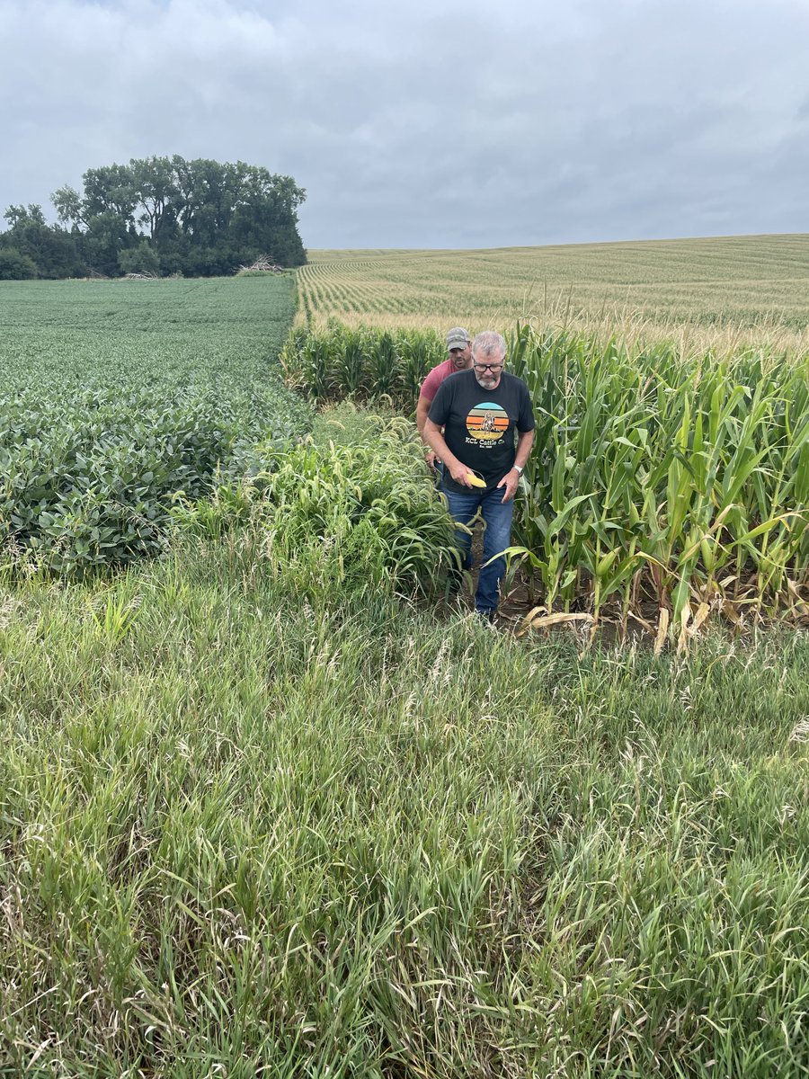 Les Wall tweet media