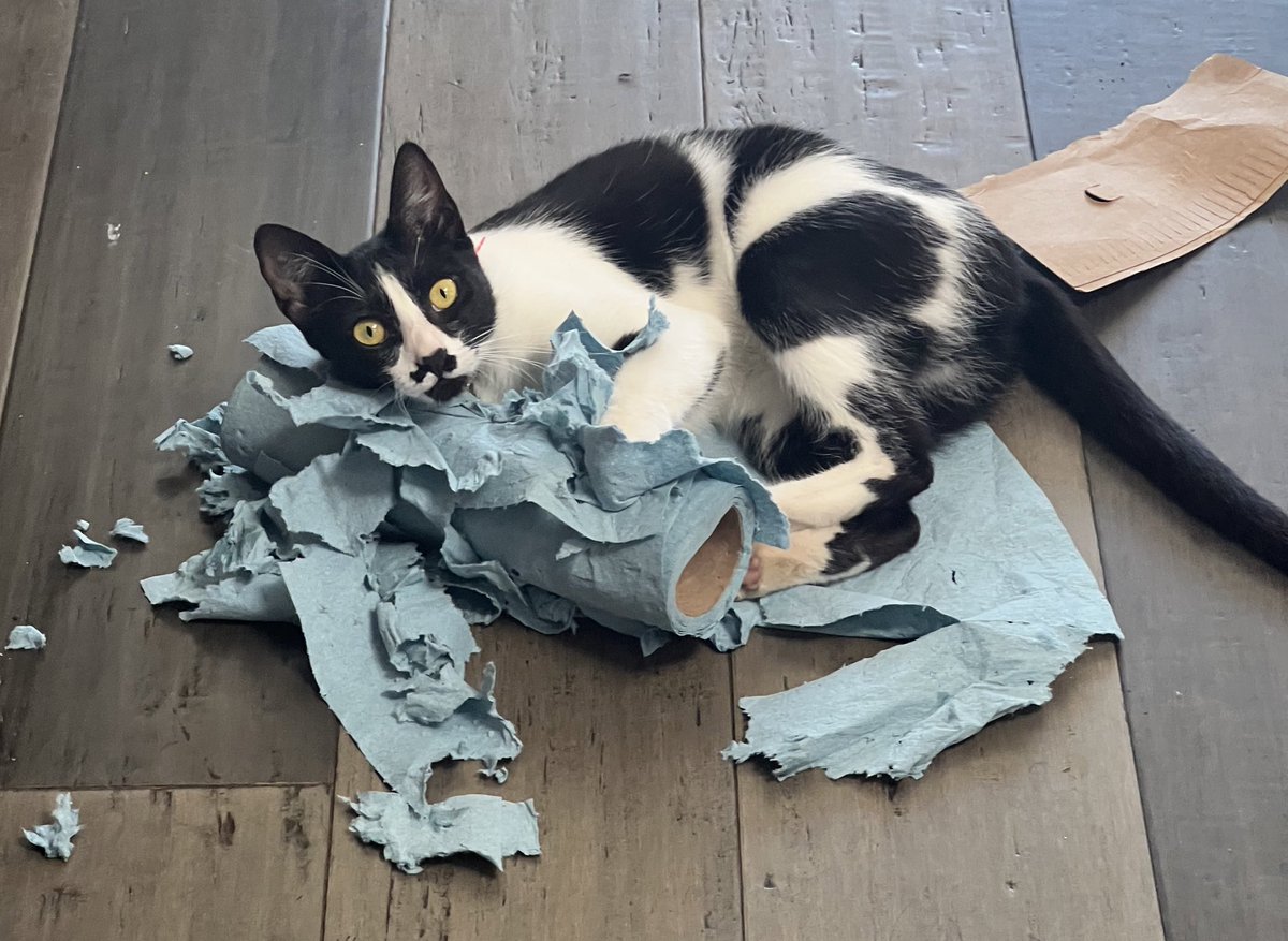 “Not guilty, your honour…”