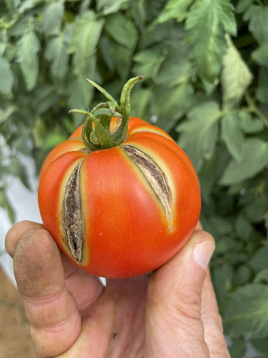 Ed Sikora tweet media