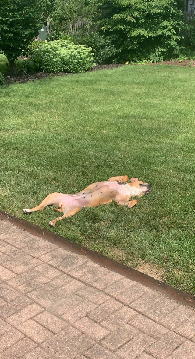 aeipers's tweet image. My dog has the best vibe. Put it all out there, &amp;amp; f everybody else 😍😍😍