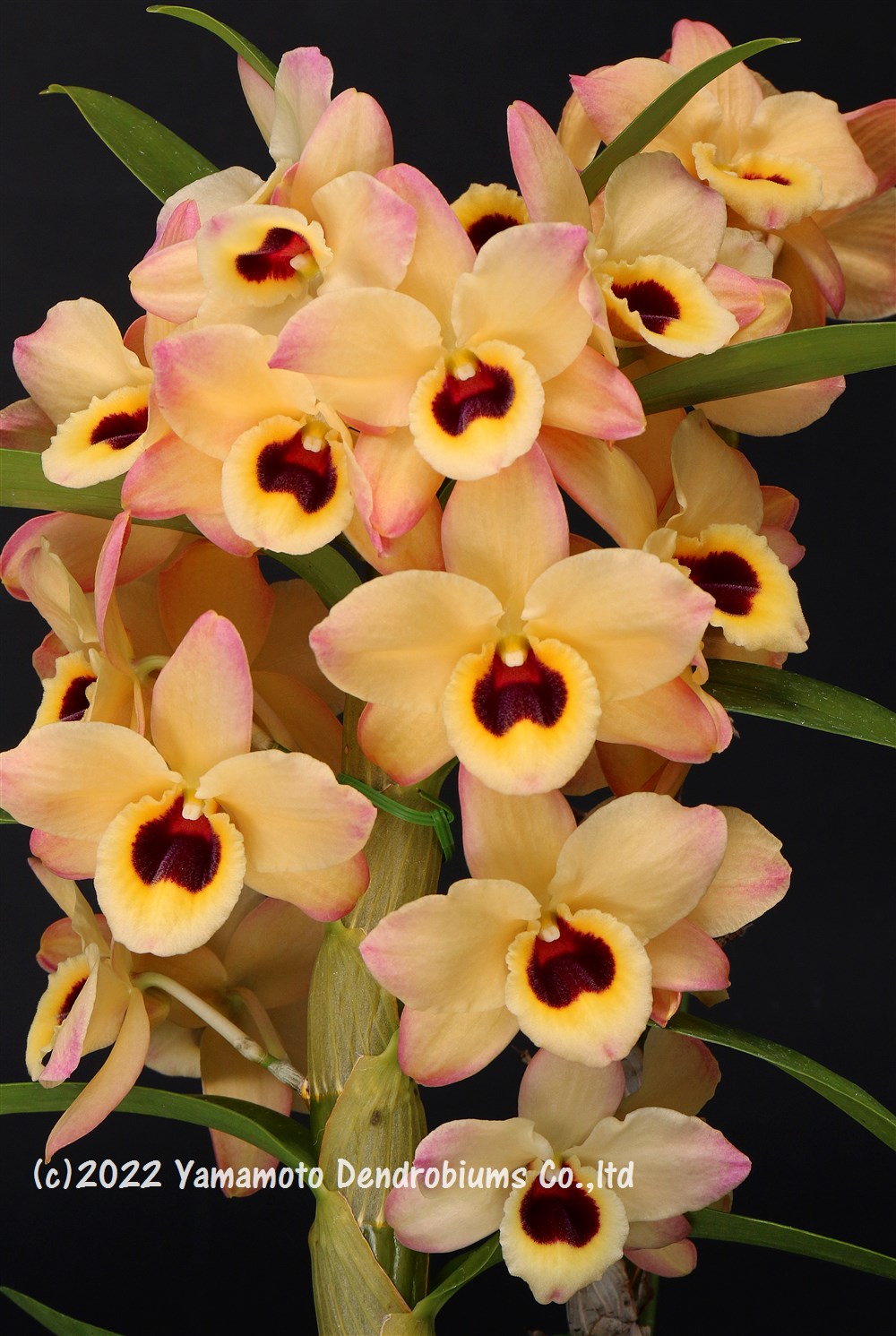Yamamoto Dendrobiums Ydendrobium Twitter