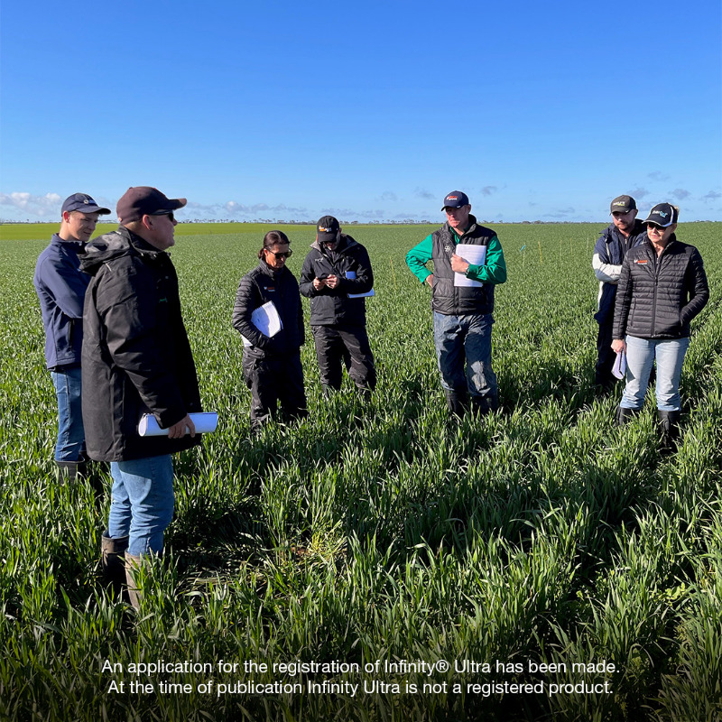 Bayer4CropsAU's tweet photo. Our team is in Bute, SA, taking a look at a #BayerTrial in wheat where we are comparing the performance of our soon to be launched herbicide, #InfinityUltra, against competitive standards on sowthistle and other broadleaf weeds.