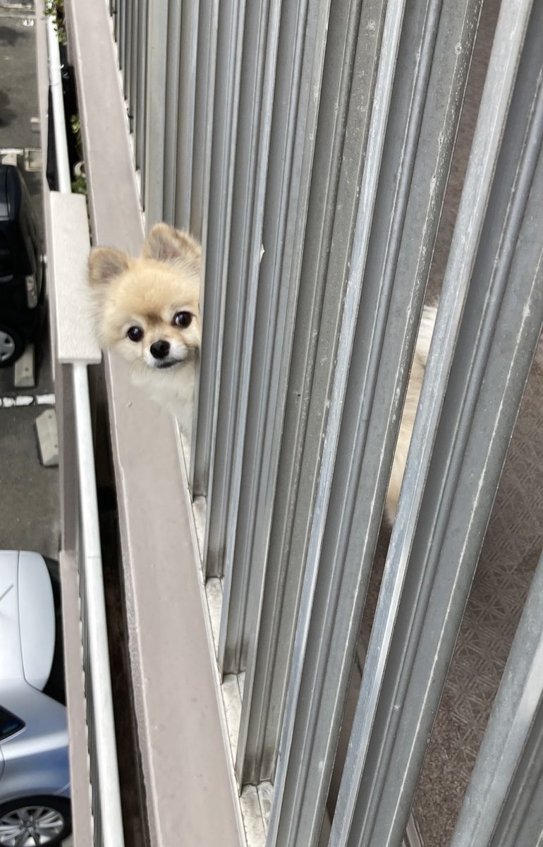 今日もせっせと町の見張り番👮‍♀️
1日に何度かはベランダから町を
見守るのが僕のお仕事🫡
今日は雨☔️上がりで涼しいなり

♯ポメラニアン
♯チワワ
♯犬好きさん猫好きさん他
　動物好きさんと繋がりたい
♯犬の居る暮らし