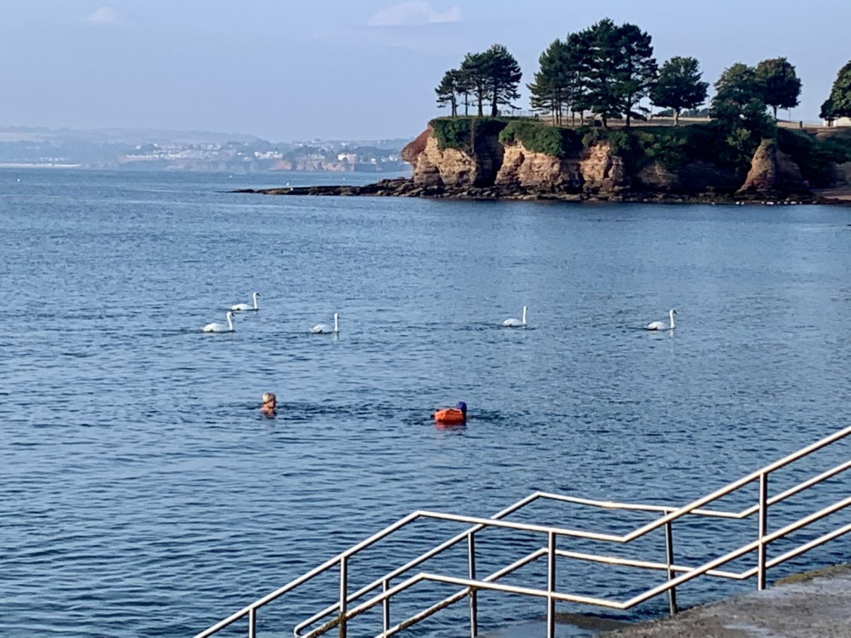 loulouscorpio's tweet photo. Starting the day with a #swimble Calm before the storm, 11 #Swans are joining us all this morning 😂 🦢🧜‍♀️ https://t.co/ZTs4YWrRku