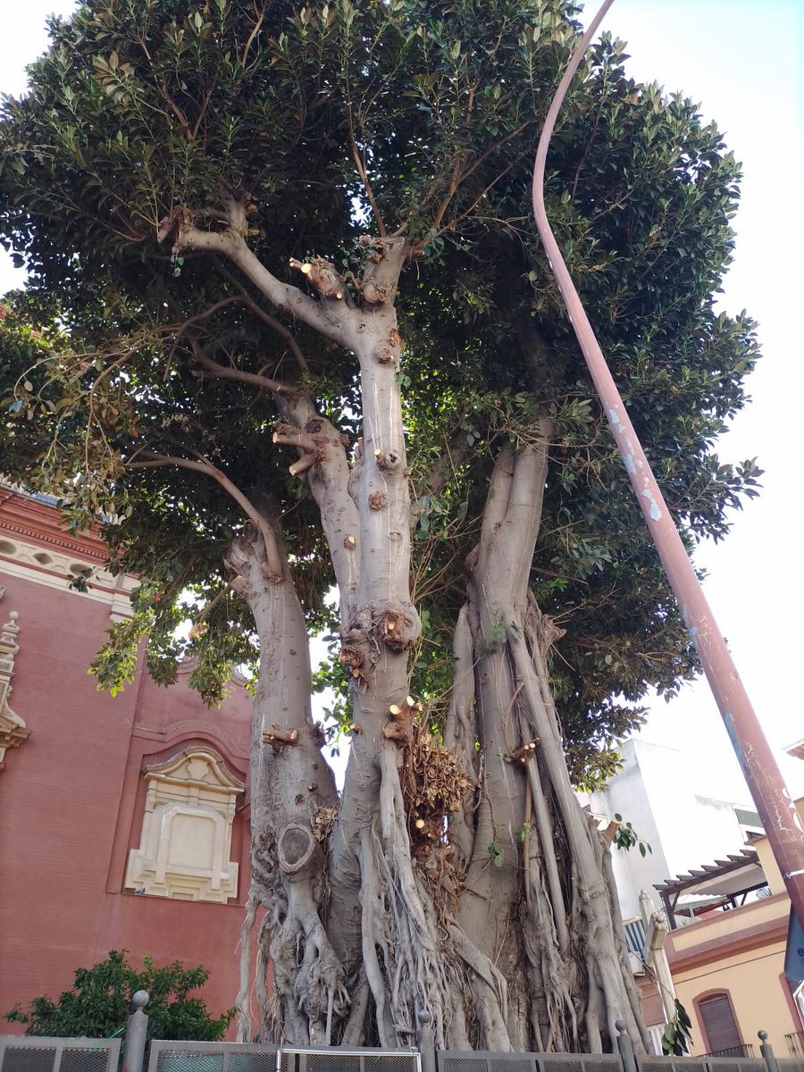 Hoy puede ser el último día en pie del majestuoso ficus de San Jacinto.

Si lo quieres y consideras, como nosotros, absurda y no fundamentada esta tala, ve y despídete de él.

Sólo un milagro puede parar esto.

A lo mejor el milagro eres tú.

Haz oir tu voz:

!No a la tala!