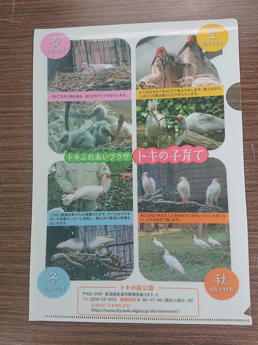 トキの森公園のスタンプラリーでもらえる けものフレンズ クリアファイルが終了 けもちゃん