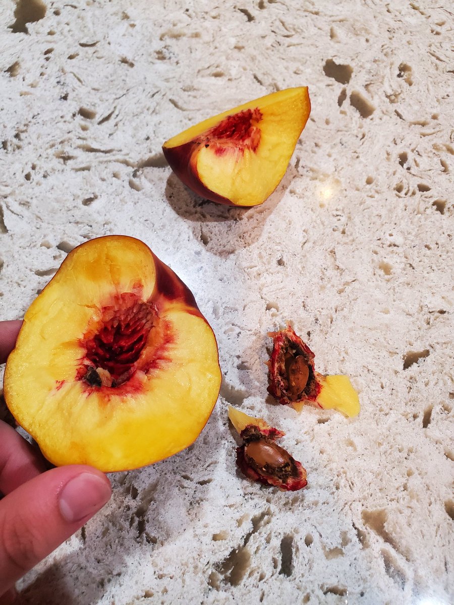 JonathanLy10's tweet photo. Did yall know almonds are in the pits of peaches? CAUSE AINT NO WAY I ALMONDS DONT COME FROM TREES https://t.co/pbybGNzhyC