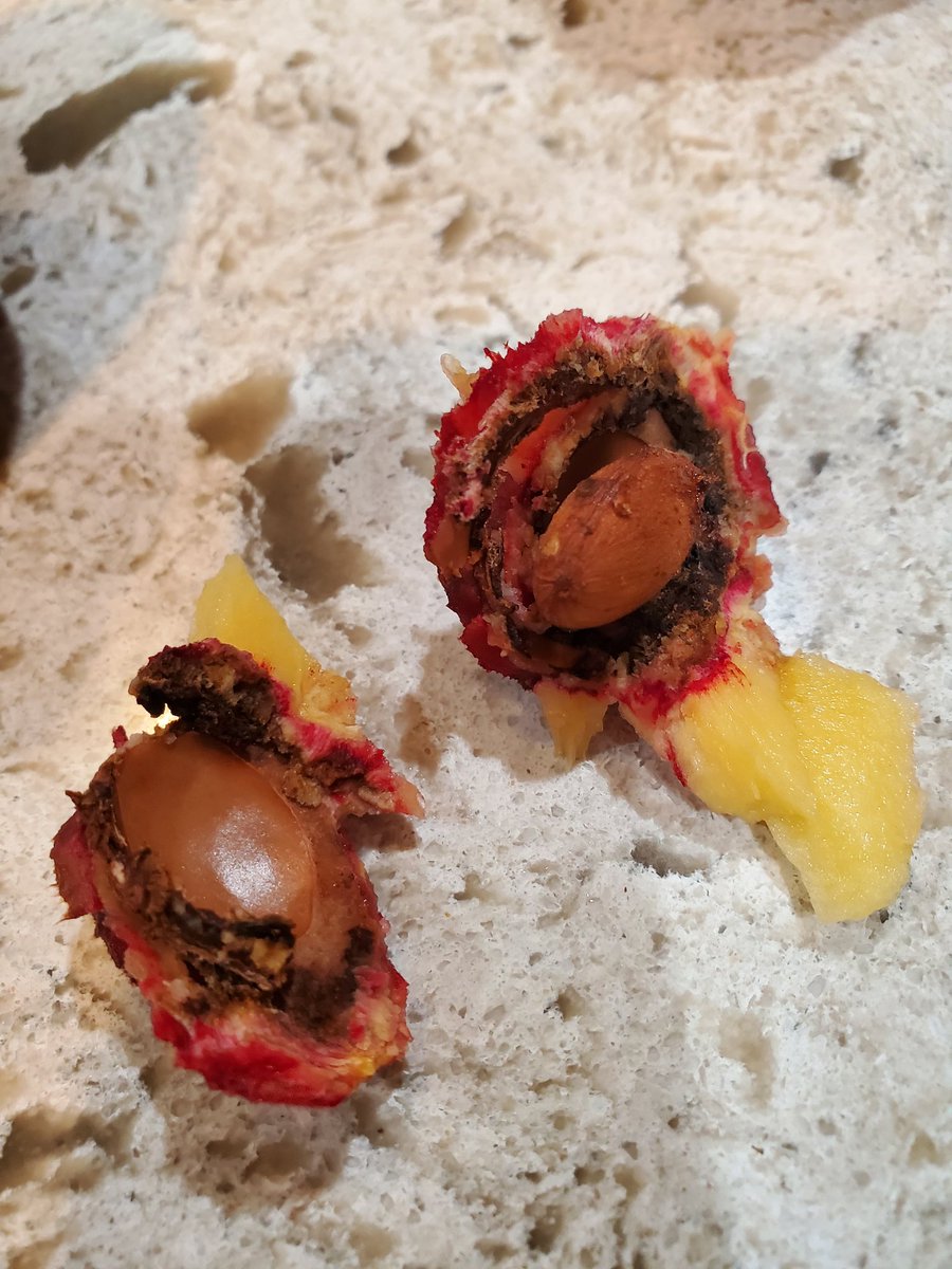 JonathanLy10's tweet photo. Did yall know almonds are in the pits of peaches? CAUSE AINT NO WAY I ALMONDS DONT COME FROM TREES https://t.co/pbybGNzhyC
