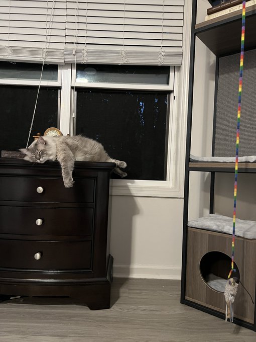 Sweet dreams 🦭 https://t.co/AilACbma0q