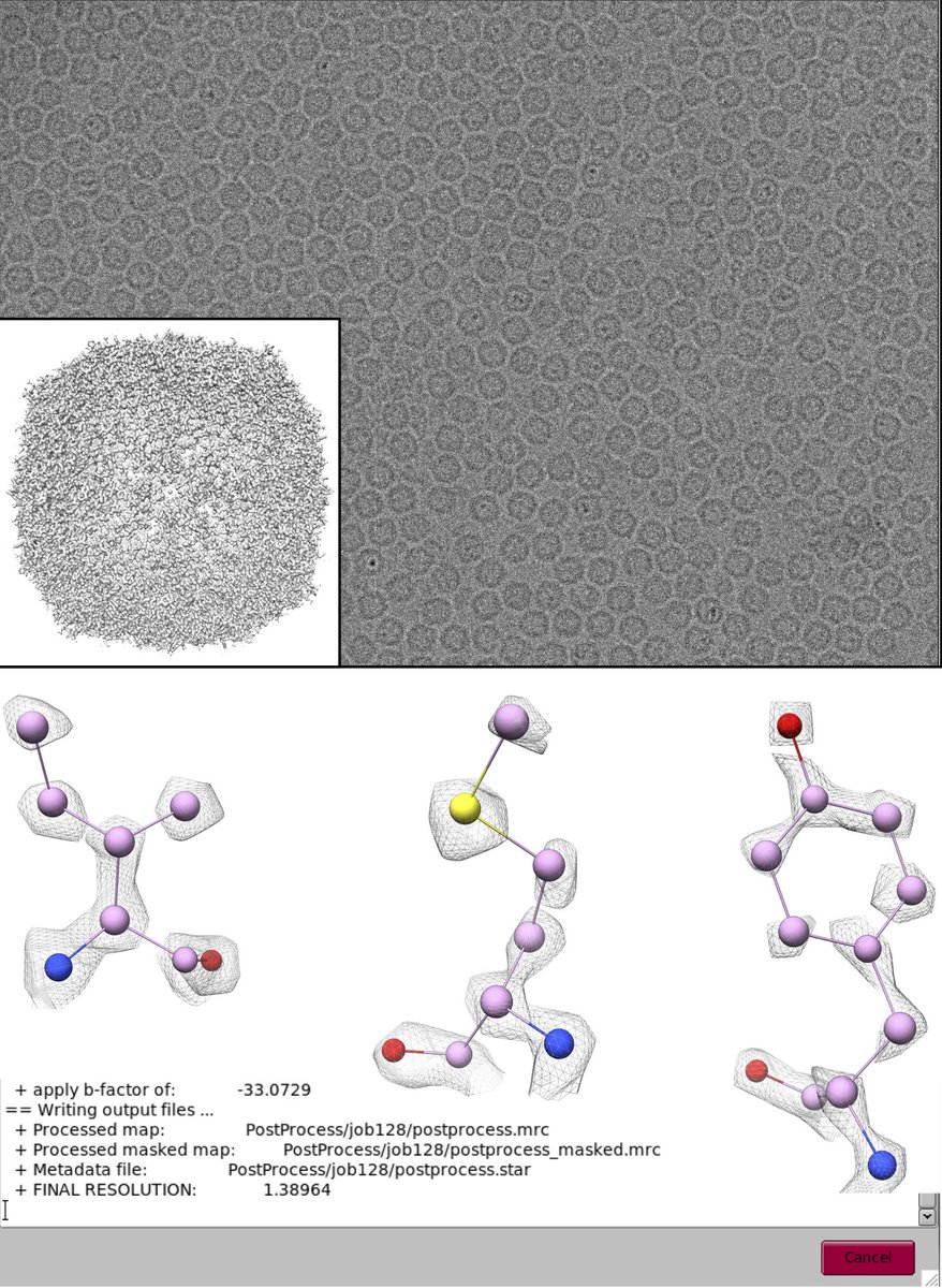 SagarChittori's tweet image. #StJudeCryoEM update: single particle reconstruction of apoferritin from ~4700 micrographs collected on Krios G3i with K3 detector and energy filter setup  @StJudeStructBio, data processed using #RELION 4.0