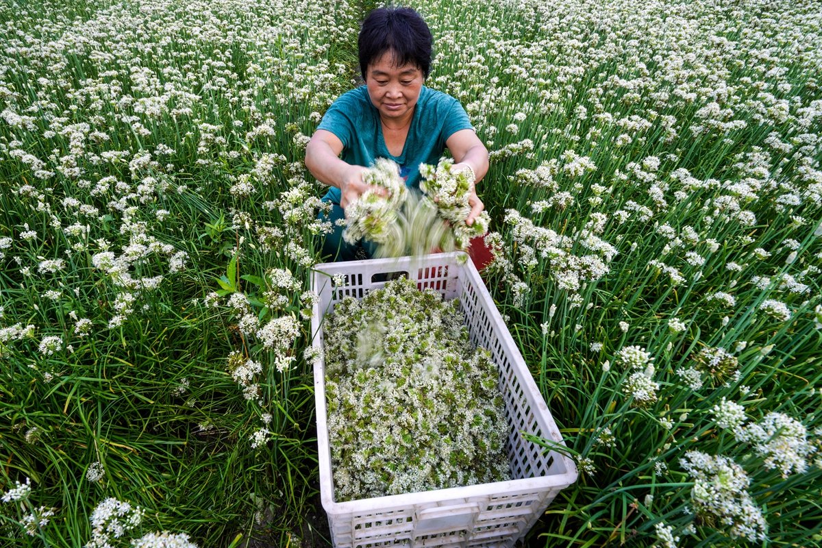 TouchShandong's tweet photo. Members of Mingjiu #vegetable planting #cooperative are harvesting leek flowers in Zouping city, E China’s #Shandong province. Thanks to the cooperative farming, the income of 3farmers has been increased significantly. #charmingshandong #shandongimplement #MyhometownisShandong https://t.co/pbrv6b28wD
