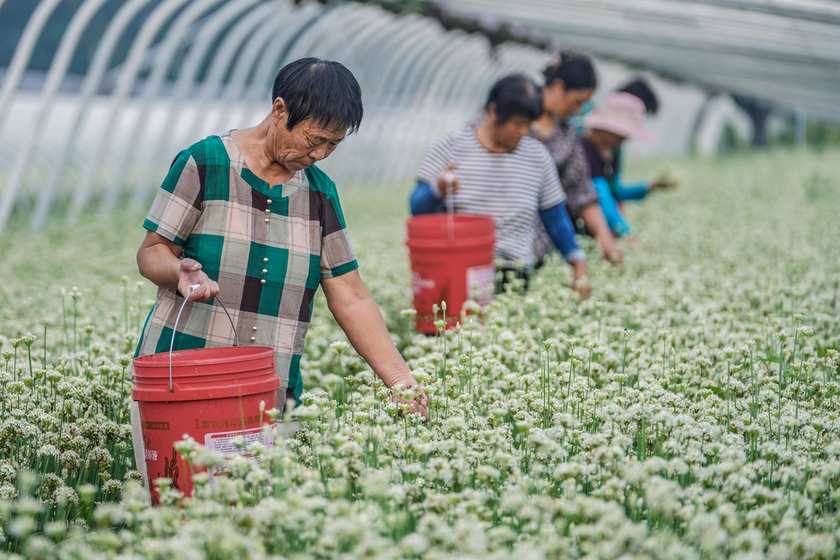 TouchShandong's tweet photo. Members of Mingjiu #vegetable planting #cooperative are harvesting leek flowers in Zouping city, E China’s #Shandong province. Thanks to the cooperative farming, the income of 3farmers has been increased significantly. #charmingshandong #shandongimplement #MyhometownisShandong https://t.co/pbrv6b28wD
