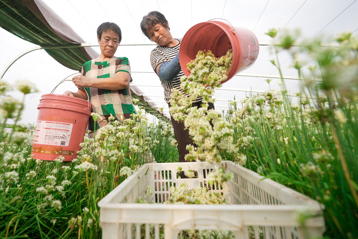 TouchShandong's tweet photo. Members of Mingjiu #vegetable planting #cooperative are harvesting leek flowers in Zouping city, E China’s #Shandong province. Thanks to the cooperative farming, the income of 3farmers has been increased significantly. #charmingshandong #shandongimplement #MyhometownisShandong https://t.co/pbrv6b28wD