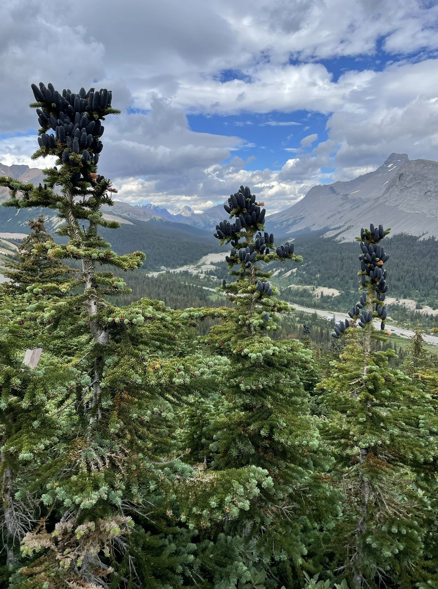 KidTripster's tweet photo. Driving the Icefields Parkway from Lake Louise to Jasper… epic scenery!

@ParksCanada @banfflakelouise 
#mybanff https://t.co/co4U1PlY8k