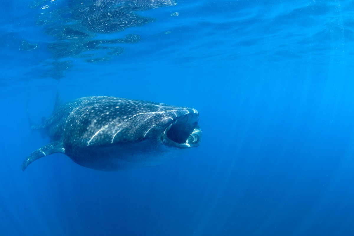 As 21st century humans, armed with unprecedented knowledge, we can and must do better than our predecessors.