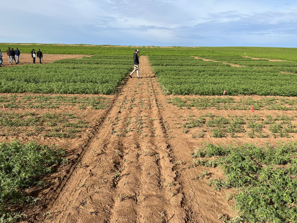 KMatthewson_22's tweet image. @MsfMallee @Moodie_ag @GRDCSouth crop walk/ mallee seeps viewing with good attendees providing informative information for the growers jump over to MSF Insta or Facebook for more photos and information on the day so far. 👌#msfprojects