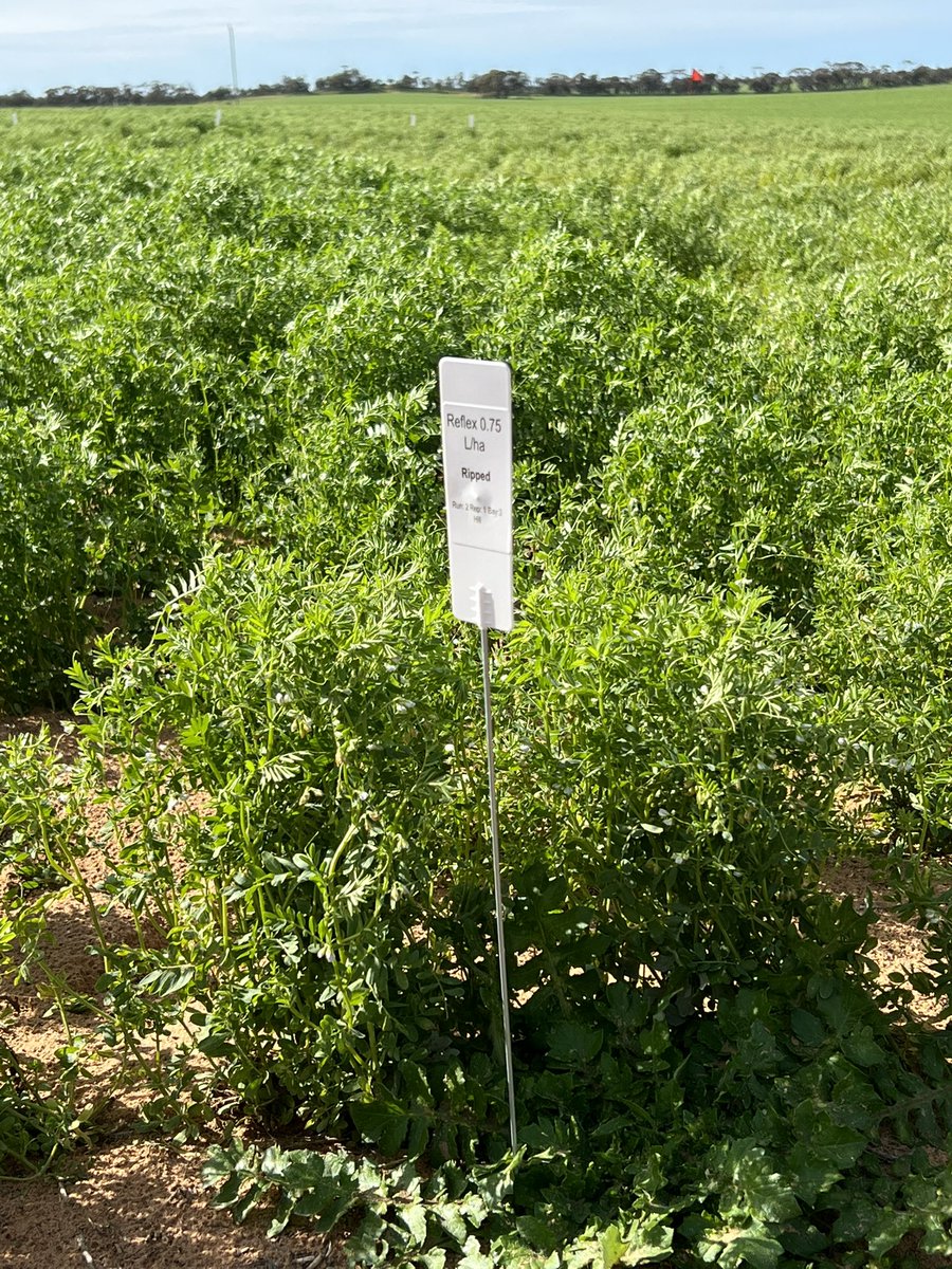 KMatthewson_22's tweet image. @MsfMallee @Moodie_ag @GRDCSouth crop walk/ mallee seeps viewing with good attendees providing informative information for the growers jump over to MSF Insta or Facebook for more photos and information on the day so far. 👌#msfprojects