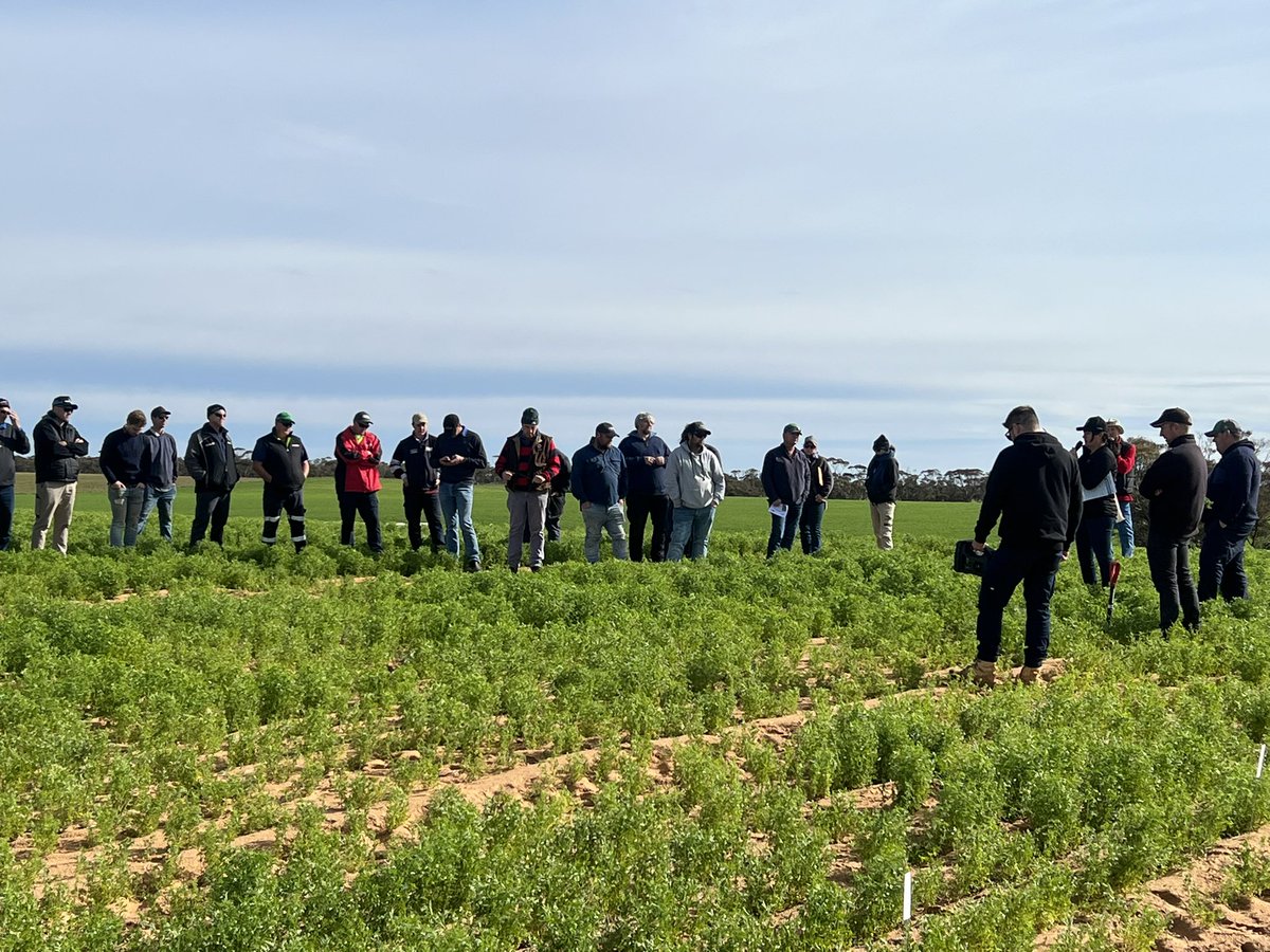 KMatthewson_22's tweet image. @MsfMallee @Moodie_ag @GRDCSouth crop walk/ mallee seeps viewing with good attendees providing informative information for the growers jump over to MSF Insta or Facebook for more photos and information on the day so far. 👌#msfprojects