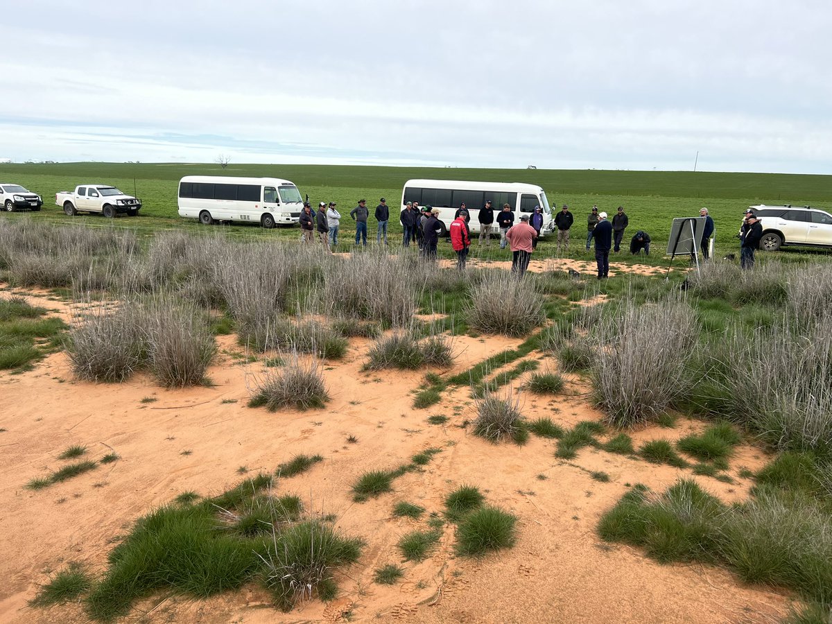 KMatthewson_22's tweet image. @MsfMallee @Moodie_ag @GRDCSouth crop walk/ mallee seeps viewing with good attendees providing informative information for the growers jump over to MSF Insta or Facebook for more photos and information on the day so far. 👌#msfprojects