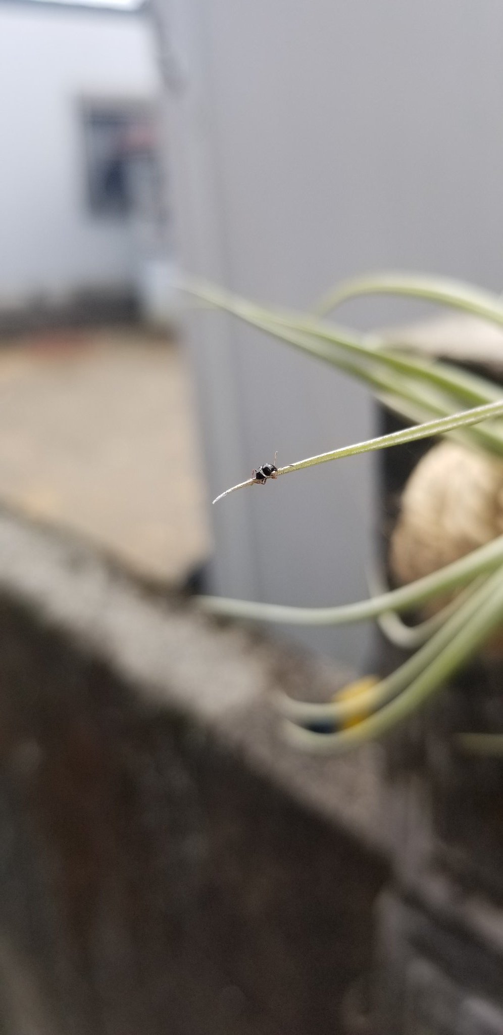 تويتر ふじふじ على تويتر エアプランツに変な虫ついてるぞ 何だこの虫 T Co Wzolfuyyyb