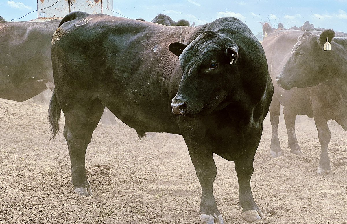 sammyswanson25's tweet photo. these boys mean business 😮‍💨
#breedingseason https://t.co/dH5KPA31dV