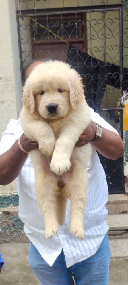 Golden retriever puppies available in pune. #GoldenRetrievers #punedog