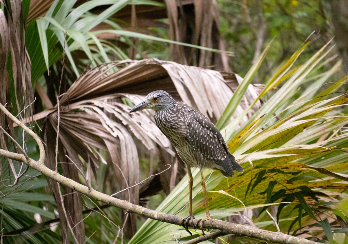 taylorbailey31's tweet photo. Yellow-crowned night heron (female). 📍Apalachicola, Florida. https://t.co/KbGSKV6SPJ