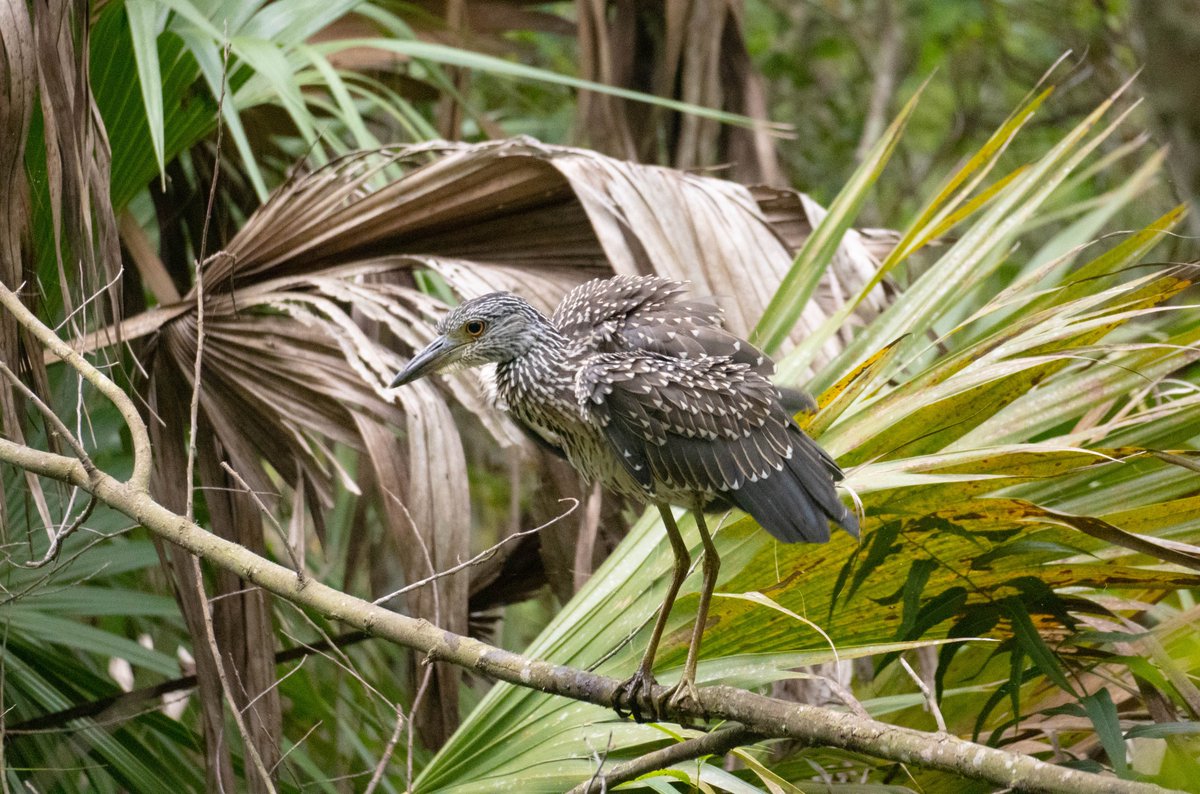 taylorbailey31's tweet photo. Yellow-crowned night heron (female). 📍Apalachicola, Florida. https://t.co/KbGSKV6SPJ