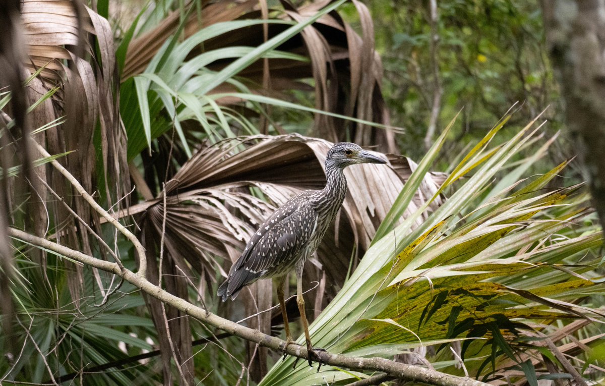 taylorbailey31's tweet photo. Yellow-crowned night heron (female). 📍Apalachicola, Florida. https://t.co/KbGSKV6SPJ