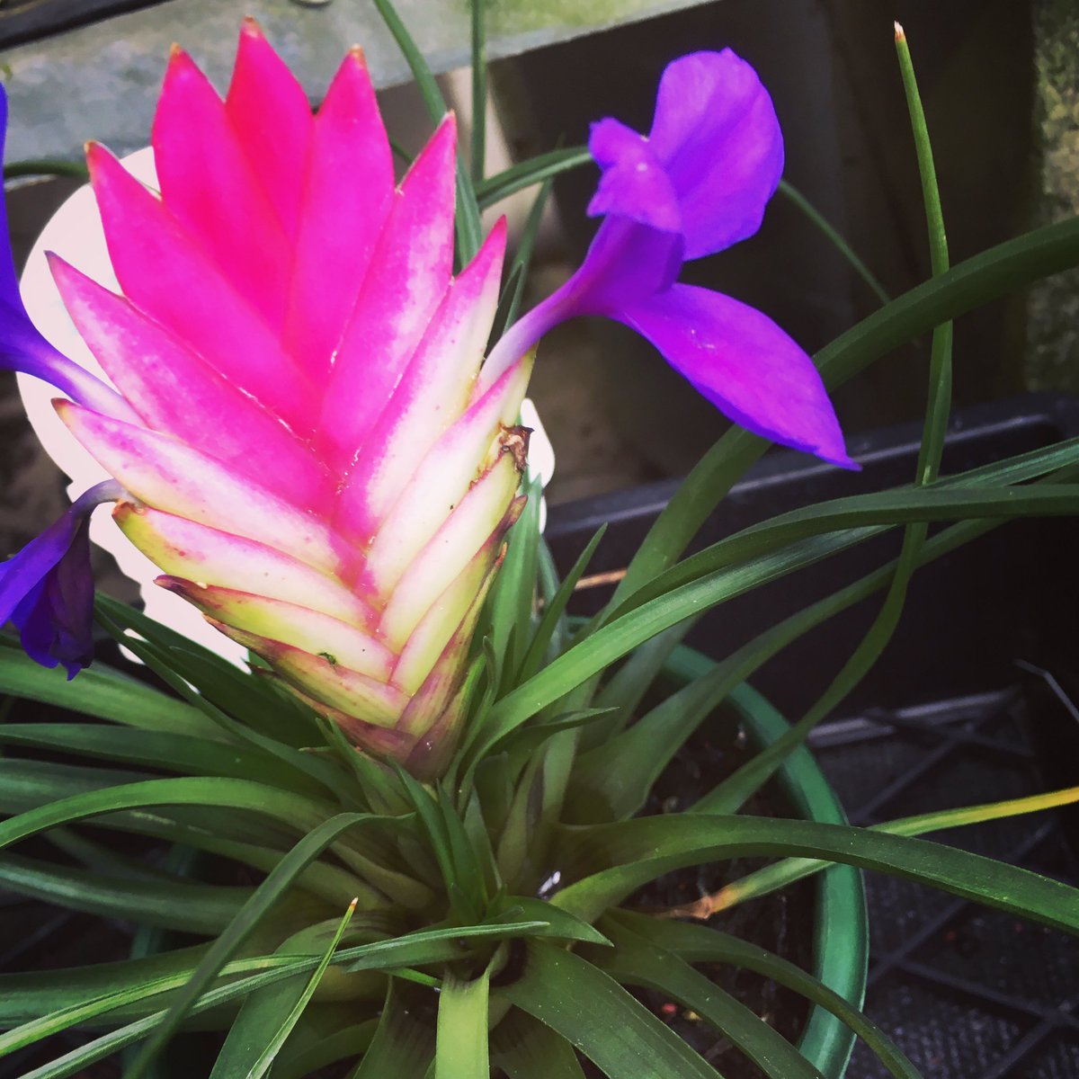 healthlivenergy's tweet photo. Have a beautiful day!💖🌷

#flowers #pinkquill #happiness #flowertherapy #nature #naturebeauty https://t.co/3RvC1Pw0O0
